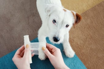 Dog Wound Care & Healing Stages