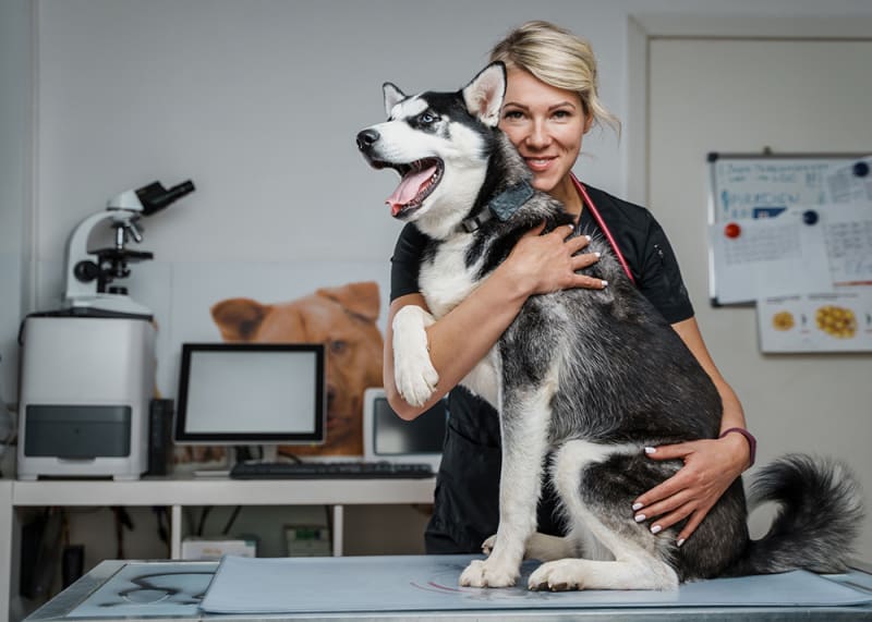 How to Choose a Vet for your Pet Vancouver Vets