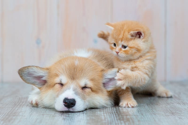 Tips For Raising a Puppy & Kitten Together Vancouver Vets
