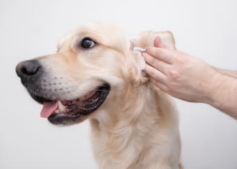 Deep Ear Cleaning For Dogs