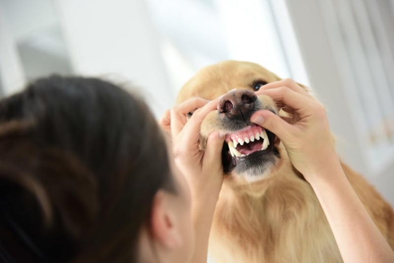Bad Breath in Dogs Causes and Treatments Sacramento Vets