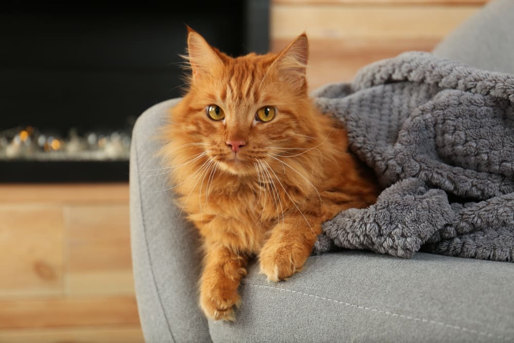 Bordetella in Cats