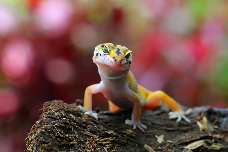 Guidelines for Caring For a Pet Reptile Brodheadsville Vets Reptile