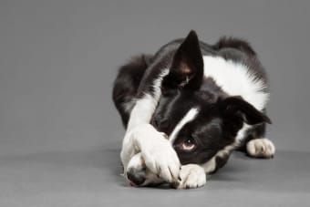 Understanding Blood Tests for Dogs