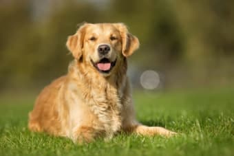 Hyperthyroidism in Dogs - Signs & Symptoms