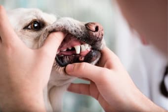 Periodontal Disease in Dogs: Treatment and Prevention