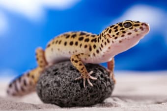 Best Reptile Pets for Beginners