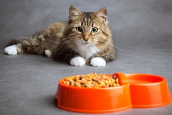 My Cat Won't Eat - Is This an Emergency?