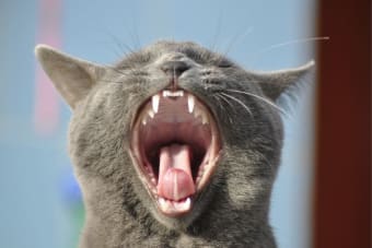 Gingivitis in Cats - Symptoms, Causes & Treatments