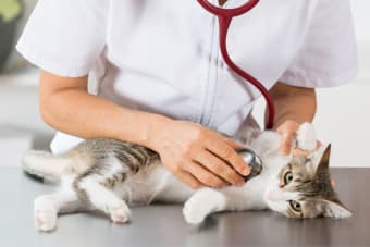 How to Increase Red Blood Cells in Cats