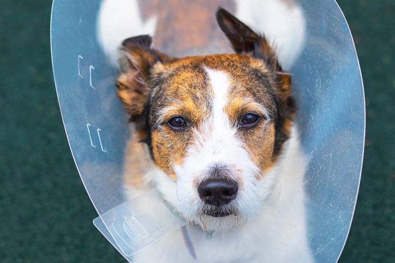 Helpful Advice On Caring For Dog After Surgery Berkeley Vets