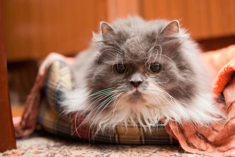 Old Cats When Is A Cat Considered A Senior Fairhaven Vets