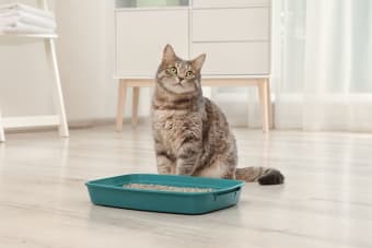 Why Is My Cat Peeing Outside the Litter Box?