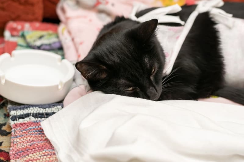 Medical Boarding for Dogs in Sacramento