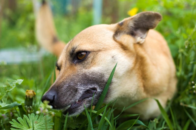 Picture of Why Do Dogs Eat Grass | Kittrell Vets