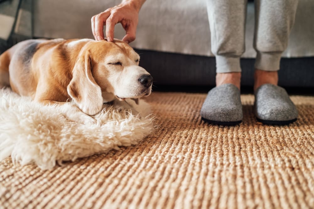 C-Section for Dogs: Everything You Should Know