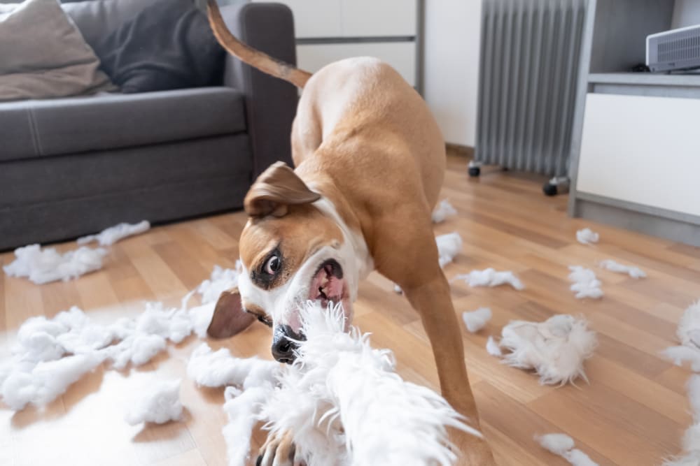 Dog Chewing Problems: Why They Chew & How To Stop Them