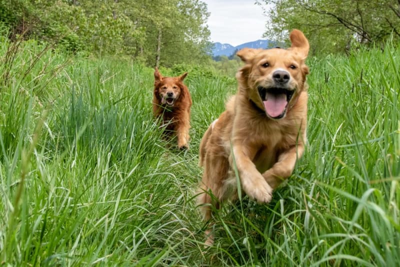 Does My Dog Need Knee Surgery? Kinston Vets