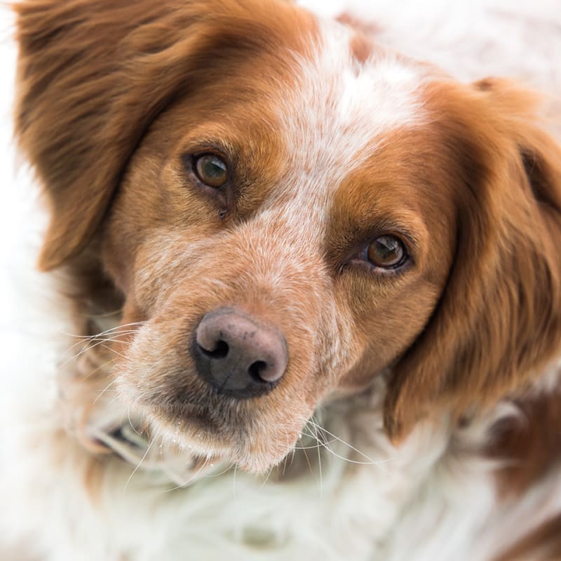 Dog Eye Infection Treatment Charlotte Veterinary Ophthalmologist