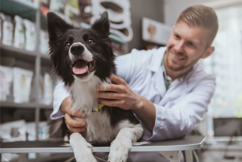 dog-rabies-vaccine-schedule-stockton-vets