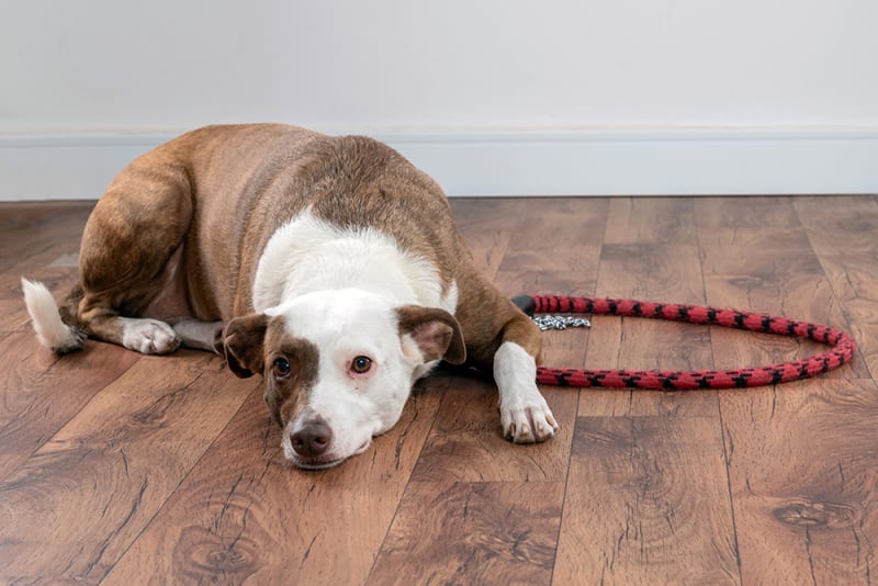 Diarrhea in Dogs Orange County Vet