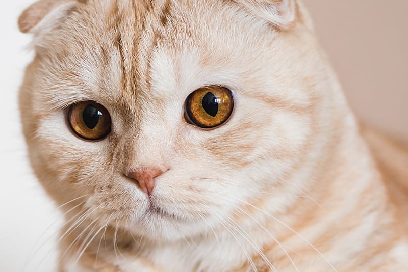 Cat Eye Infections & Other Serious Eye Conditions Seattle Vet