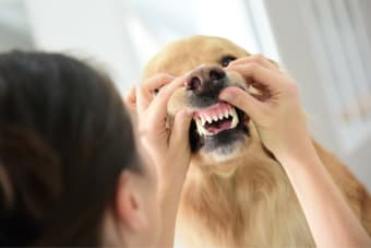 Cavity in Dogs: Causes, Symptoms, & Treatment