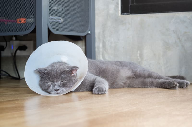 Helping Your Cat Recover from Surgery Novato Vets