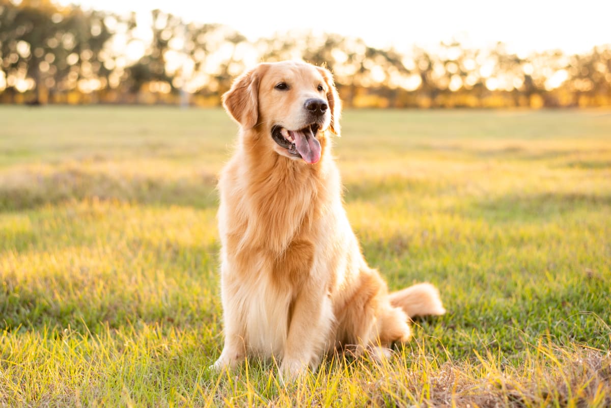 Dogs Eating Grass: Why Do They Do It? Is my Dog Poisoned?