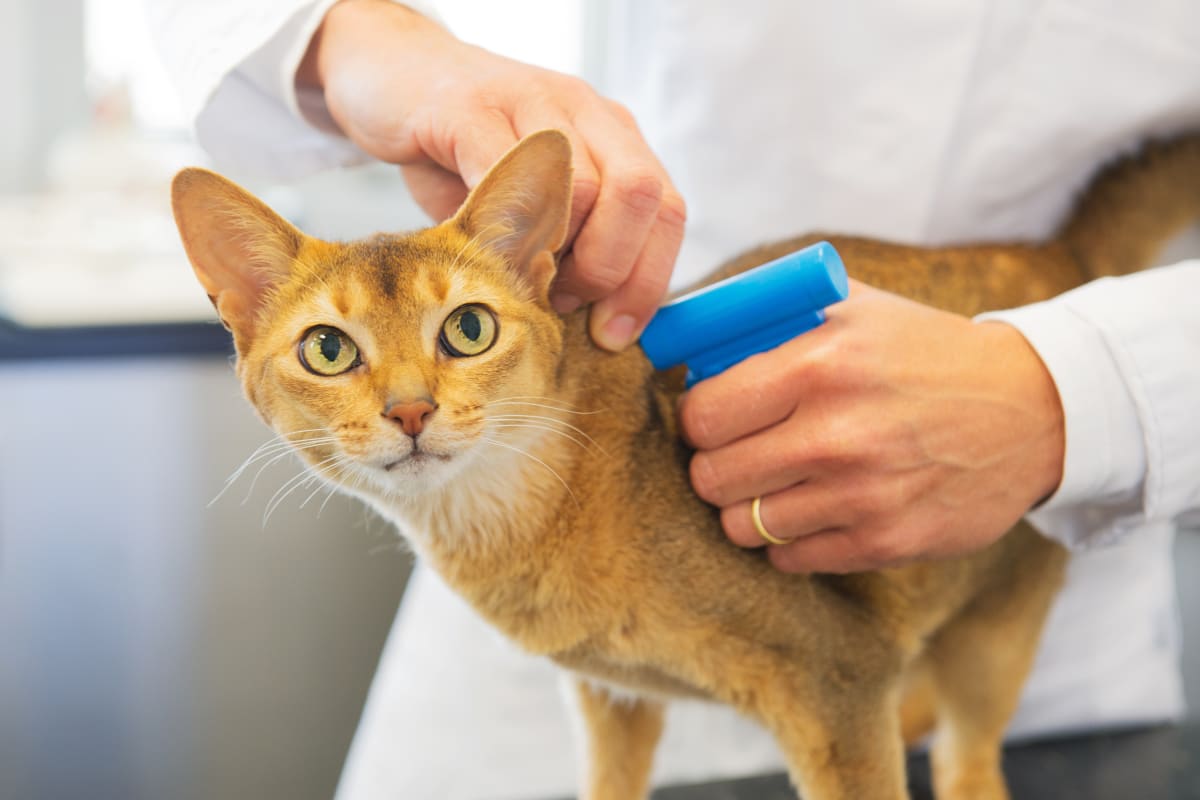 Should I get my cat microchipped?