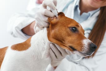 Ear Infection in Dogs