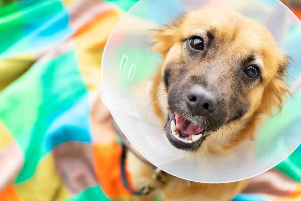 Surgery in Dogs: Everything You Need to Know