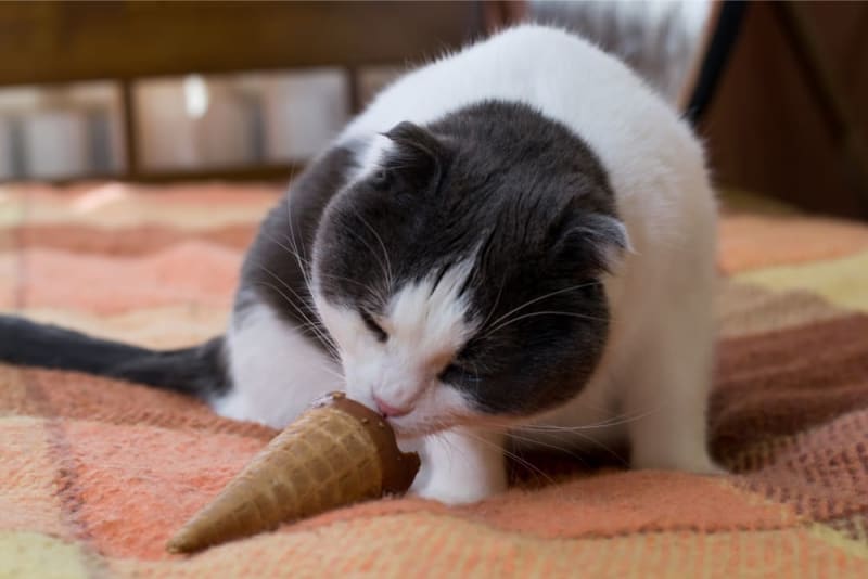 Can Cats Eat Chocolate Grenada Vets