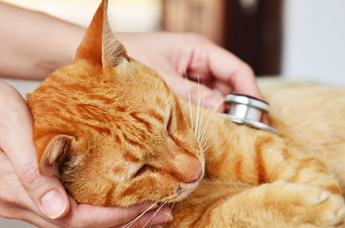 Common Cat Illnesses