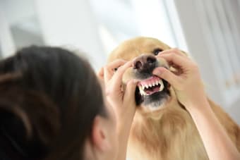 Common Dental Problems in Dogs