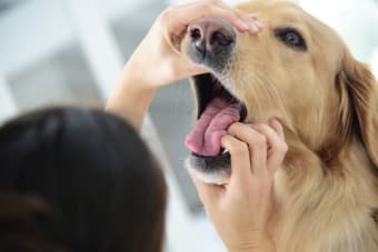 Common Dental Problems in Dogs