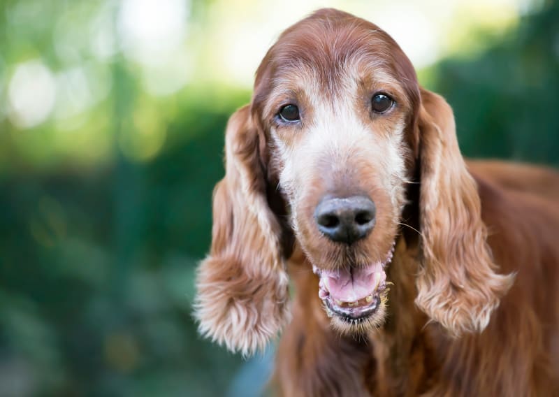Treating Cushing's Disease in Dogs Orange County Vet