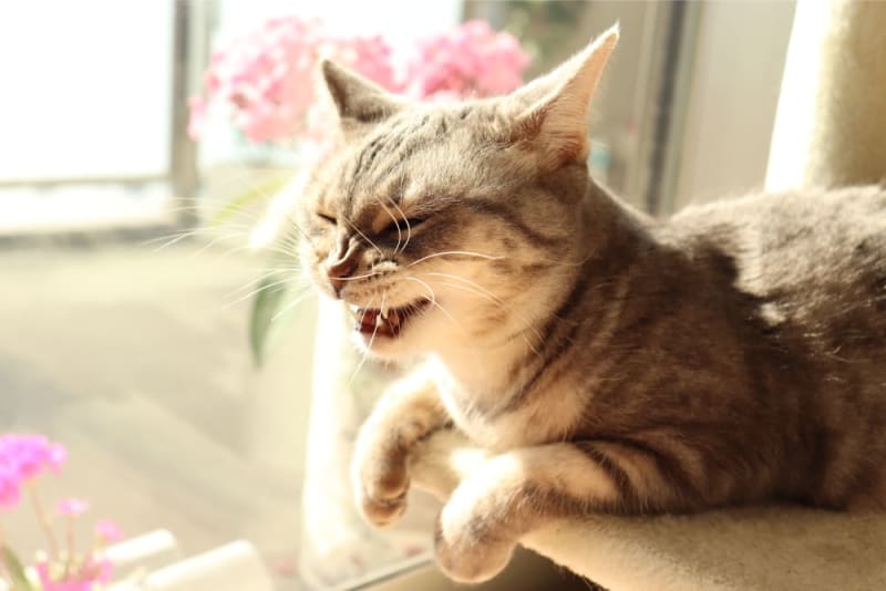 Natural remedies for cat sneezing hotsell