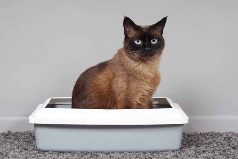 Common Causes of Diarrhea in Cats When It's Serious