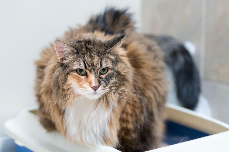 treatment-for-constipation-in-cats-poway-vets