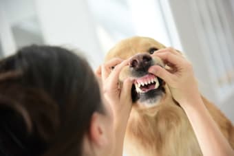 Dental Exams in Pets