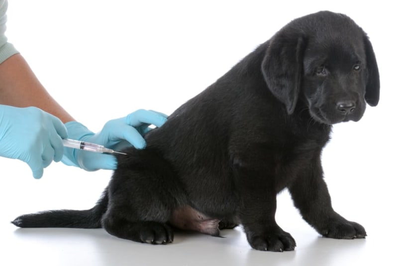 What Vaccinations Does Your Puppy Need and When? Brodheadsville vets