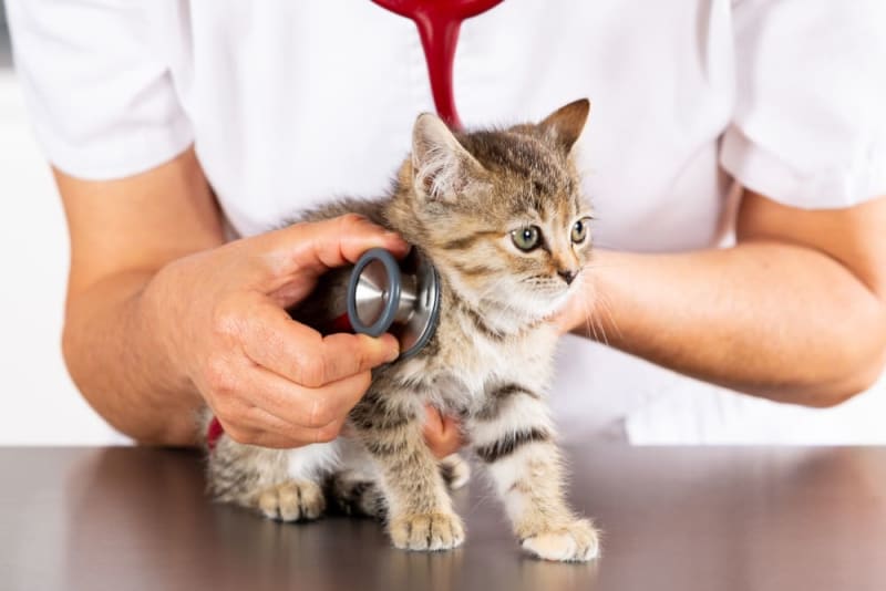 Kitten's First Vet Visit What to Expect Carlsbad Vets