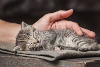 Kitten's First Vet Visit: What to Expect