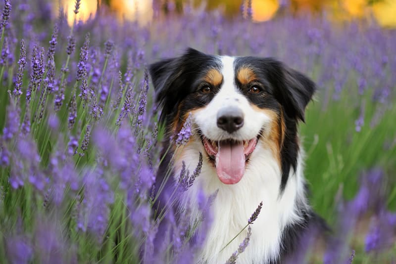 Your Guide to Getting Your Dog Fixed Brodheadsville Vets