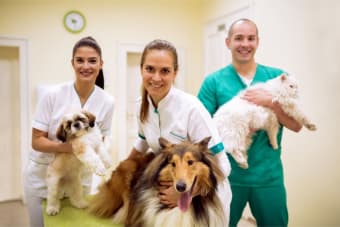 Why Choose a Board-Certified Veterinary Specialist?