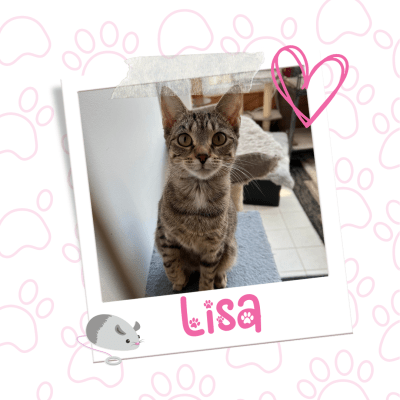 Applications Closed: Lisa