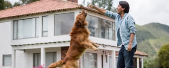 A Step-By-Step Guide To Training Your Dog To Do A Trick