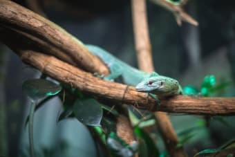 Best Reptile Pets For Beginners