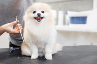 What You Should Know About Dog Grooming